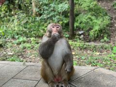 -黔灵山公园