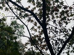 -岳麓山风景名胜区