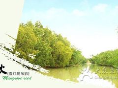 -大湾区中央湿地公园