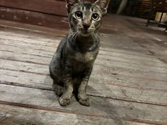 -卷心菜和避孕套餐厅(Pattaya)