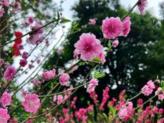 -桃花涧