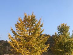 -千年银杏谷文化旅游区