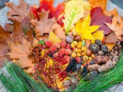 -国家植物园南园