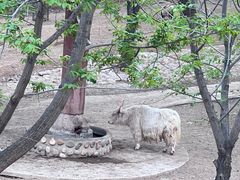 -石家庄市动物园