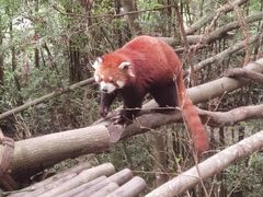 -都江堰中华大熊猫苑