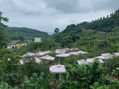 -桃源山庄·水蜜桃采摘·柴火鸡·烧烤团建(龙泉山店)