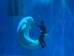 -芜湖新华联大白鲸海洋公园