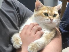 -逗柴咖啡屋·狗咖猫咖宠物桌游