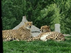 -北京野生动物园