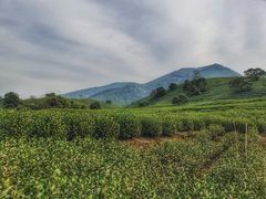 -帐篷客·溪龙茶谷度假酒店