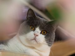 -猫和宫(六道口店)