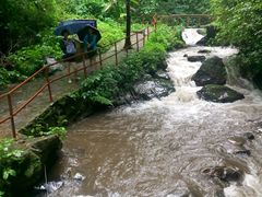 -莫里热带雨林景区