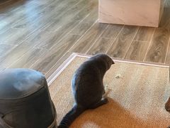 -猫大福·Fortune Cat猫舍(百子湾店)