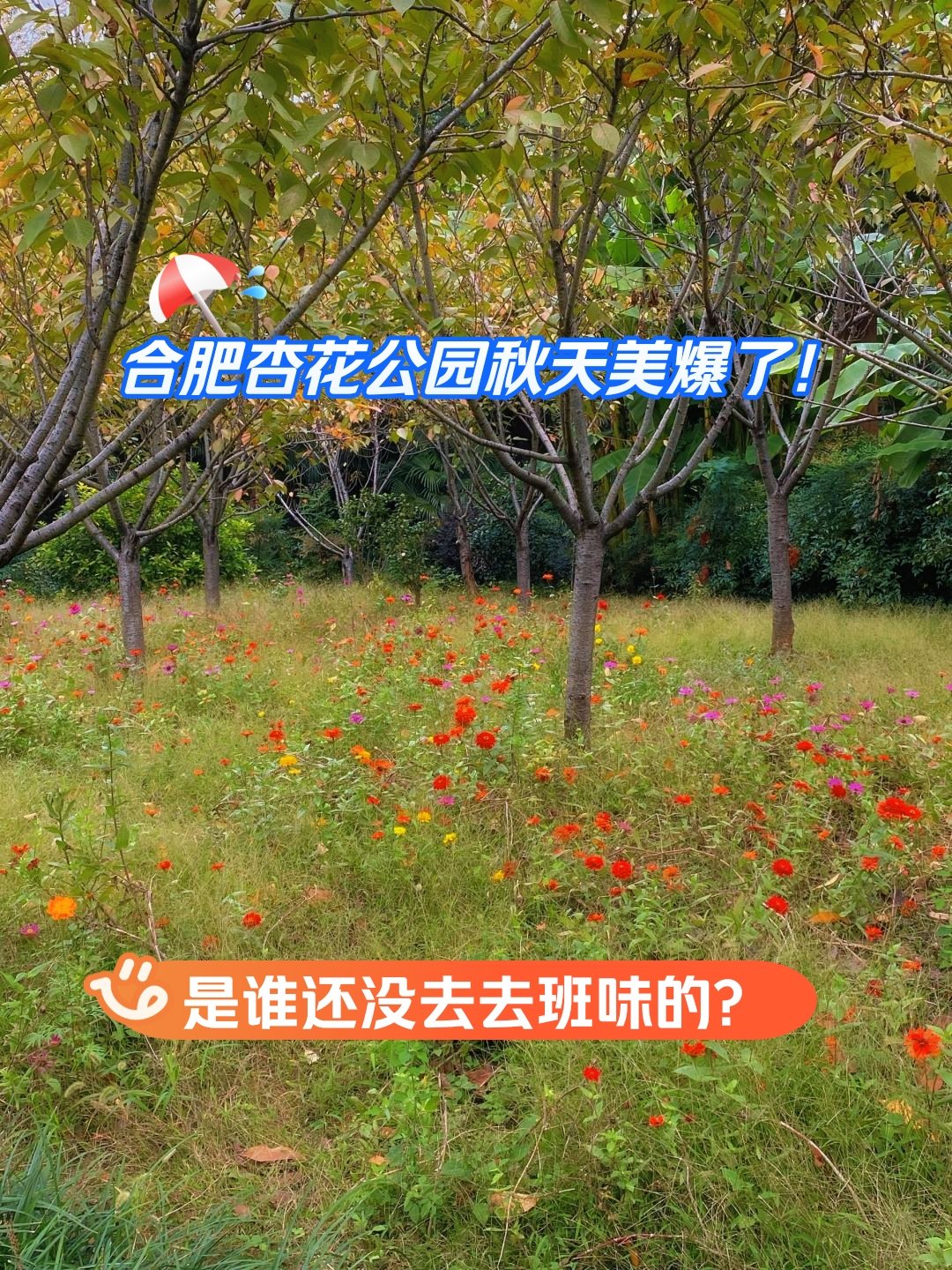 合肥杏花公园路线图图片