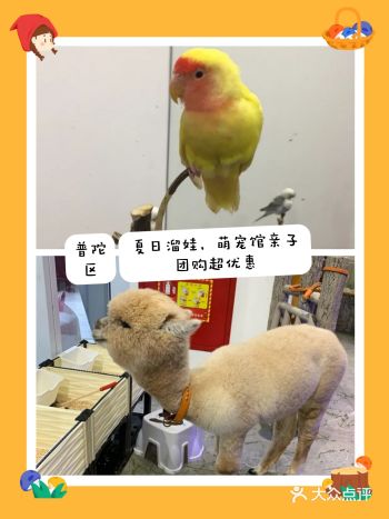 普陀区夏日溜娃，萌宠馆亲子团购超划算