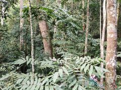 -西双版纳原始森林公园