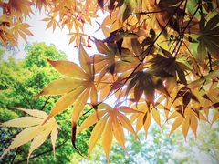 -上海滨江森林公园