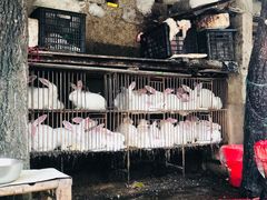 -好记哑巴兔(黄许镇店)