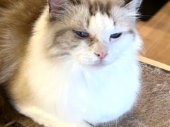 -MOYOYO猫咪咖啡店