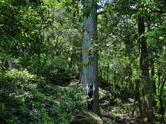 -天目山大树王景区