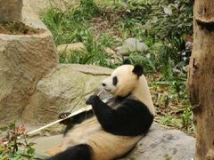 -中国大熊猫保护研究中心雅安碧峰峡基地