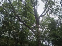 -东湖落雁景区