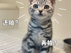 -lincat·猫舍(广州店)