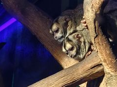 -广州长隆飞鸟乐园