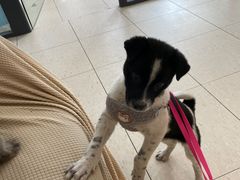 -萌兽医馆·眼科·异宠专科(三里屯店)