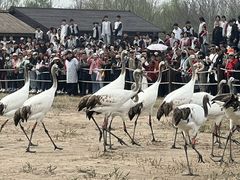 -盐城丹顶鹤湿地生态旅游区