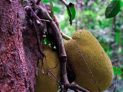 -中国科学院西双版纳热带植物园