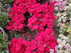 -石家庄市植物园