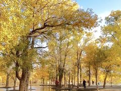-金塔沙漠胡杨林景区