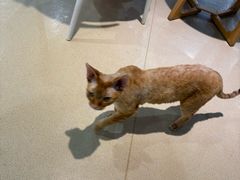 -藏猫猫咖啡主题馆(中央大道店)