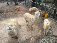 -云南野生动物园