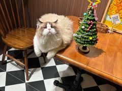 -猫爷宠物生活馆·撸猫馆