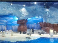 -海合安成都极地海洋公园