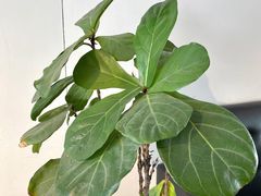 -ZEMOCAFE·FUSION FOOD(西交利物浦店)