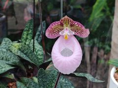 -北京植物园-展览温室