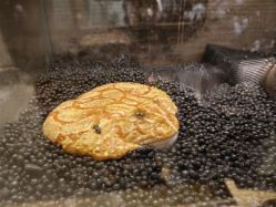 -Zoolung Zoolung动物主题公园(海信广场店)