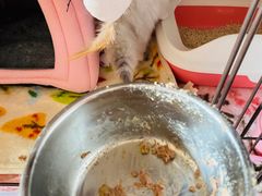 -翊宠yipet猫狗购宠庄园犬舍•猫舍