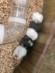 -思诺卡儿童俱乐部(东方广场店)