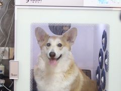 -悠尼宠物·独立低压伊珊娜洗护·美容·寄养(兰谷路店)