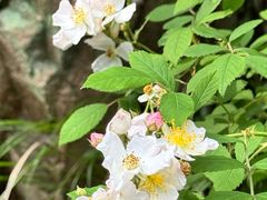 -平湖九龙山旅游度假区