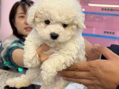 -FAELING PETS美天灵宠物(富力广场店)