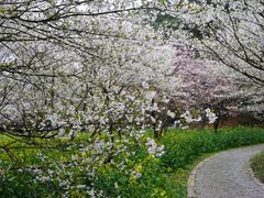 -苏州上方山国家森林公园