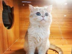 -猫十亿·布偶金渐层·曼基康矮脚猫舍(青年路店)
