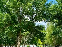 -长白岛森林公园