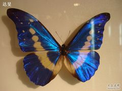 蝴蝶标本-上海昆虫博物馆