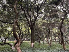 -黄埔荔枝公园